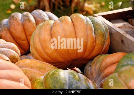 Seitenansicht des orangefarbenen und grünen Kürbis „Musque de Provence“ im Stapel Stockfoto