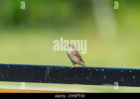 Home Sperling auf einem Zaun Stockfoto