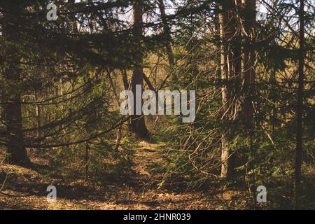 Überwachsener Wald, Bäume und Pflanzen Natur Hintergrund Stockfoto