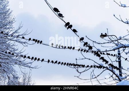 Auf Drähten sitzende Brieftauben, blauer, wolkiger Himmel, kalter Wintertag Stockfoto