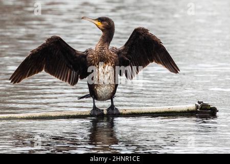 Harefield, Großbritannien. 16th. Februar 2022. Ein Kormoran trocknet seine Flügel entlang des Canale Grande Union. Kormorane, natürlich Seevögel, werden in Großbritannien zunehmend an Flüssen, Kanälen, Seen und Stauseen gefunden. Kredit: Mark Kerrison/Alamy Live Nachrichten Stockfoto