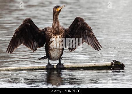 Harefield, Großbritannien. 16th. Februar 2022. Ein Kormoran trocknet seine Flügel entlang des Canale Grande Union. Kormorane, natürlich Seevögel, werden in Großbritannien zunehmend an Flüssen, Kanälen, Seen und Stauseen gefunden. Kredit: Mark Kerrison/Alamy Live Nachrichten Stockfoto