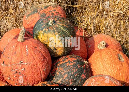 Eine große Sammlung von Kürbissen des Roten Warts (Cucurbita) auf dem Markt an einem sonnigen Herbsttag. Schöner Hintergrund für eine natürliche Gesundheit und Ernährung conce Stockfoto