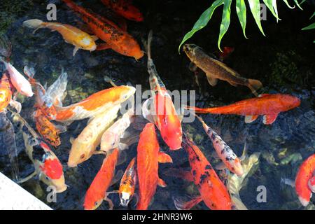 Über zwanzig Koi-Fische mit verschiedenen Farben und Mustern schwimmen in einer Gruppe in einem Teich Stockfoto