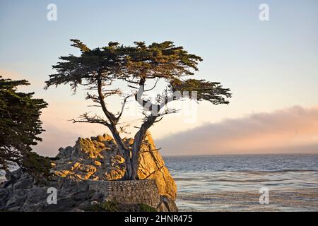 Romantischer Sonnenaufgang mit Baum auf Felsen Stockfoto