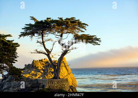 Einsamer Zypressenbaum in Kalifornien Stockfoto