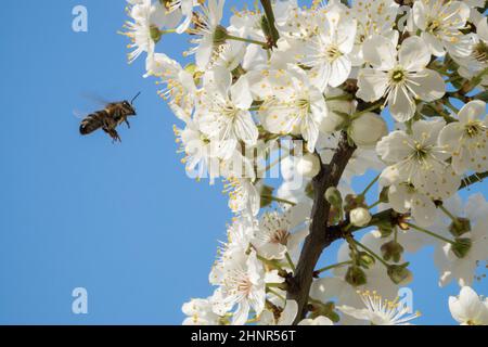 Europäische Honigbiene, die im Frühjahr zu Blüten fliegt prunus erste bienenfreundliche Blüten in Frühlingsbiene, die APIs mellifera arbeitet Stockfoto