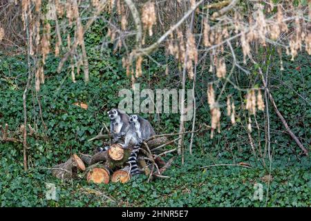 Zwei sitzende Ringschwanz-Lemur auf geschnittenen Stämmen Stockfoto