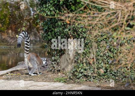 Ringschwanz-Lemur auf dem Boden Stockfoto