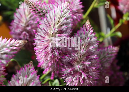 Nahaufnahme der Blütenblätter einer Joey-Pflanze. Stockfoto