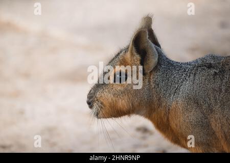 Gesichtsporträt eines erwachsenen patagonischen Hases (Dolichotis patagonum) Stockfoto