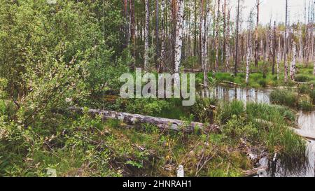 Überfluteter Wald. Baumstämme von Birken im Wasser. Überwucherter Wald. Naturlandschaft Stockfoto