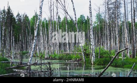 Überfluteter Wald. Baumstämme von Birken im Wasser. Überwucherter Wald. Naturlandschaft Stockfoto