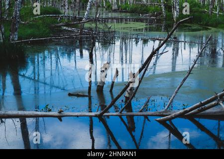 Überfluteter Wald. Baumstämme von Birken im Wasser. Überwucherter Wald. Naturlandschaft Stockfoto