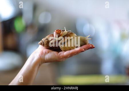 Große braune Schnecke Achatina auf der Hand. Die afrikanische Schnecke, die zu Hause als Haustier angebaut wird, und ein Lso, der in der Kometologie verwendet wird. Ansicht der Tierseite auf einem isolierten BL Stockfoto