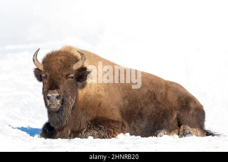 Bisonlagen im Schnee Stockfoto