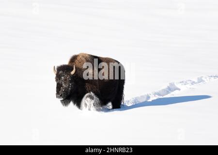 Amerikanischer Bison, der durch tiefen Schnee läuft Stockfoto