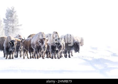 Bisonherde in winterlicher Szene Stockfoto