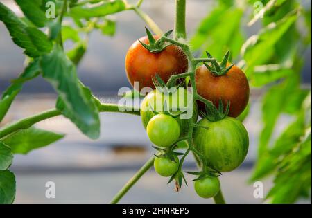 Frische reife und unreife Zebratomaten auf der Pflanze im Gewächshausgarten Stockfoto