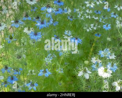 Blau-weiße Nigella blüht in einem Garten Stockfoto