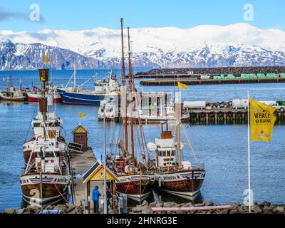 Hafen mit Booten zur Walbeobachtung im Skjalfandi Fjord Stockfoto