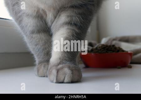 Pfoten einer schottischen grauen Katze und eine Schüssel mit Futter am Fenster Stockfoto