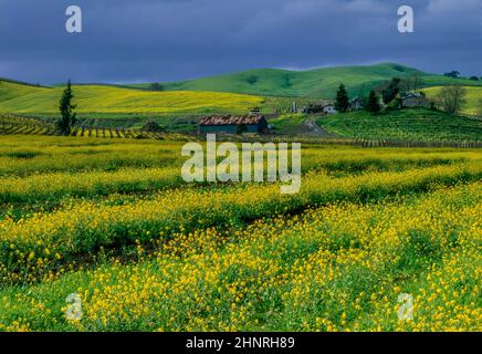 Working Ranch, Senffeld, Carneros Appelation, Napa Valey, Kalifornien Stockfoto