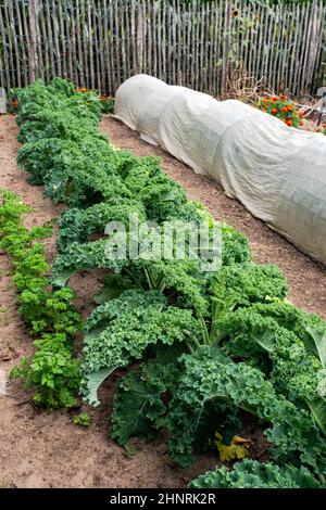 Grüner Salat in einem Küchengarten. Bio-Gemüse, Kräuter und Blumen im Garten frisch hausgemacht schöne Natur Stockfoto