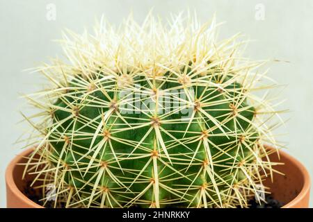 Echinocactus grusonii, allgemein als Schwiegermutter, Goldkugel, goldener Lauf oder Igelkaktus bezeichnet, ist eine Art, die zu den Cactaceae f gehört Stockfoto