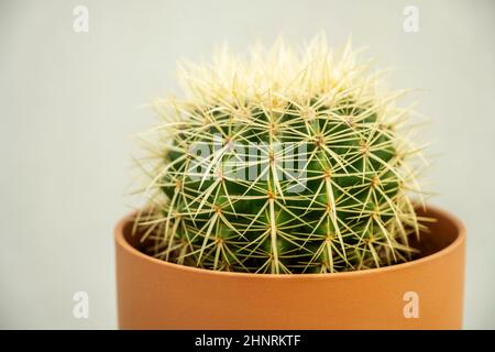 Echinocactus grusonii, allgemein als Schwiegermutter, Goldkugel, goldener Lauf oder Igelkaktus bezeichnet, ist eine Art, die zu den Cactaceae f gehört Stockfoto