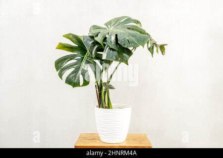 Monstera Deliciosa. Green Tropical Leafs Inneneinrichtung. Groe exotische,  grne Pflanzen auf weiem Wandhintergrund, urbaner Dschungel  Stockfotografie - Alamy
