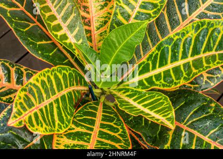 Bunte und schöne Blätter von Croton petra, dekorative Zimmerpflanze Stockfoto
