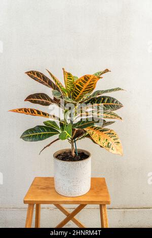 Bunte und schöne Blätter von Croton petra, dekorative Zimmerpflanze. Schöne Topfpflanze auf hellem Holzhocker Stockfoto