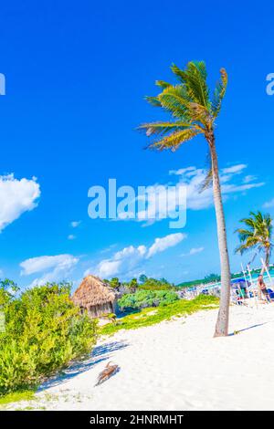 Playa del Carmen Mexiko 04. April 2021 tropischer natürlicher mexikanischer Strand 88 mit Palmen und Hütte in Playa del Carmen Mexiko. Stockfoto