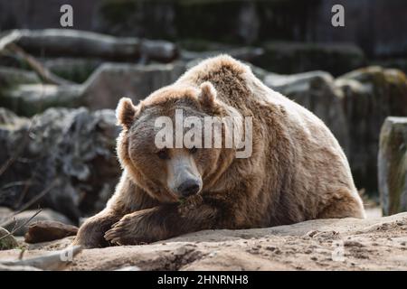 Porträt eines großen männlichen braunen Bären, der auf einem Felsen ruht Stockfoto