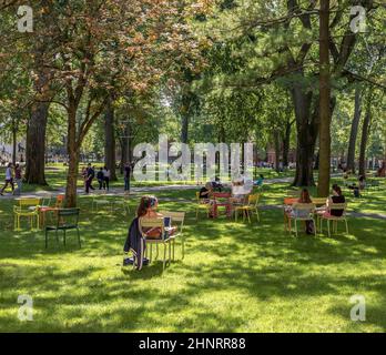 Studenten und Touristen ruhen sich in Rasenstühlen im Harvard Yard aus, dem offenen alten Herzen des Campus der Harvard University Stockfoto