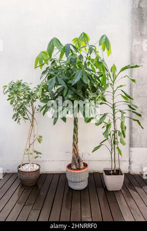 Trio von schönen dekorativen Pflanzen mit Bambus, pachira aquatica und Schefflera arboricola Stockfoto