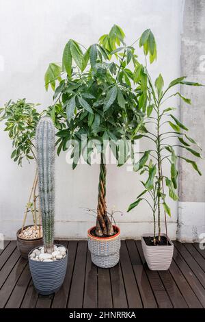 Hübsche pachira aquatica, flankiert von dekorativen Zimmerpflanzen und einem großen Cereus-Kaktus auf der Terrasse eines Wohnhauses Stockfoto
