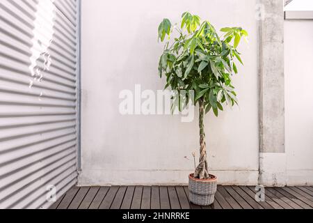 Die pachira- oder Guava-Kastanie ist ein tropischer Baum, der aufgrund seiner Eleganz und seines ornamentalen Werts als Zimmerpflanze angebaut wird. Stockfoto