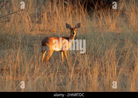 Weibliche Steenbok-Antilope (Raphicerus campestris) in natürlichem Lebensraum, Südafrika Stockfoto