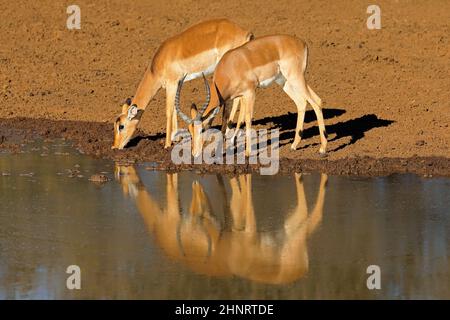 Impala-Antilopen (Aepyceros melampus) trinken an einem Wasserloch, Mokala-Nationalpark, Südafrika Stockfoto