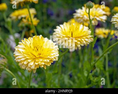Nahaufnahme von schönen gelben Doppel Calendula Ringelblumen in einem Garten Stockfoto