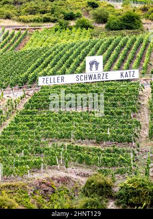 Panoramasicht auf die Weinberge mit der Marke Zeller schwarze Katze am Weinberg. Stockfoto