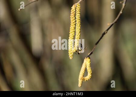 Bienen, die im Frühjahr Pollen aus Haselnuss sammeln, blühen an einem sonnigen Tag in der Natur. Nahaufnahme, selektiver Fokus und Kopierbereich Stockfoto