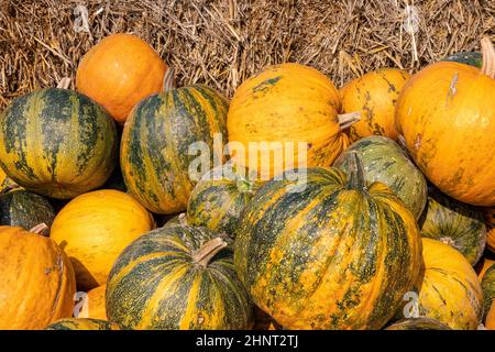 Eine große Sammlung von Öl (Cucurbita) Kürbisse Olga auf dem Markt an einem sonnigen Herbsttag. Schöner Hintergrund für eine natürliche Gesundheit und Ernährung Konz Stockfoto