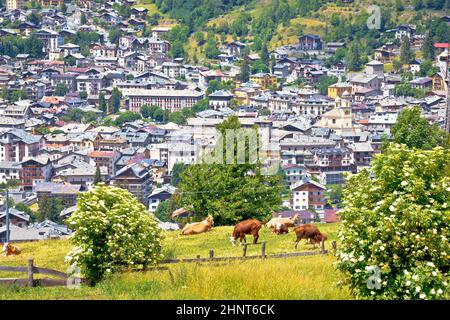 Stadt Bormio und Kuhherde in alpiner Landschaftsansicht, Provinz Sondrio, Lombardei, Italien Stockfoto