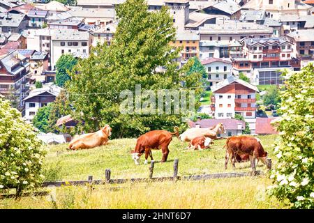 Stadt Bormio und Kuhherde in alpiner Landschaftsansicht, Provinz Sondrio, Lombardei, Italien Stockfoto