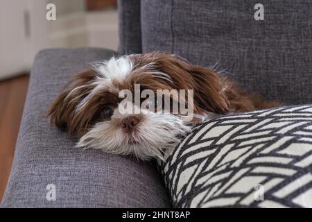 Shih tzu Welpe liegt auf dem blauen Sofa und blickt auf die Kamera. Stockfoto