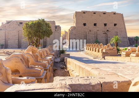 Die Königsfeste Straße oder Avenue of Sphinxes, rammkopfige Statuen des Karnak-Tempels, Luxor, Ägypten Stockfoto