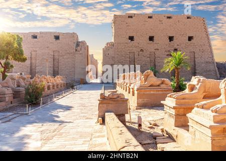 RAM-kopfige Sphinx-Statuen in der Nähe des Karnak-Tempels Eingang, Luxor, Ägypten Stockfoto